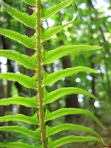 sword fern